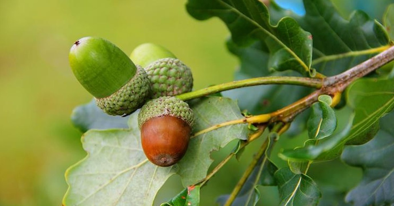 Sind Eicheln essbar oder giftig? Bei dieser Frage gehen die Meinungen auseinander
