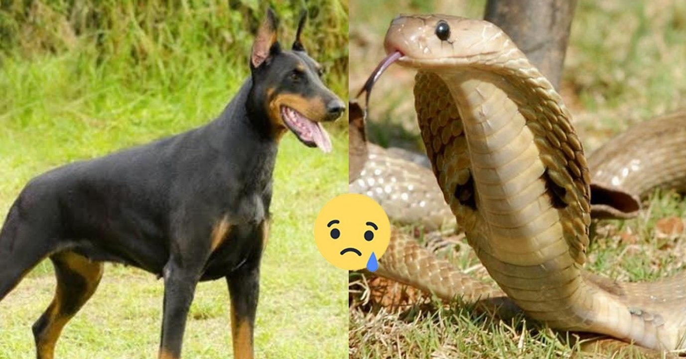 Dobermann beschützt seine Familie vor giftigen Schlangen und bezahlt mit seinem Leben