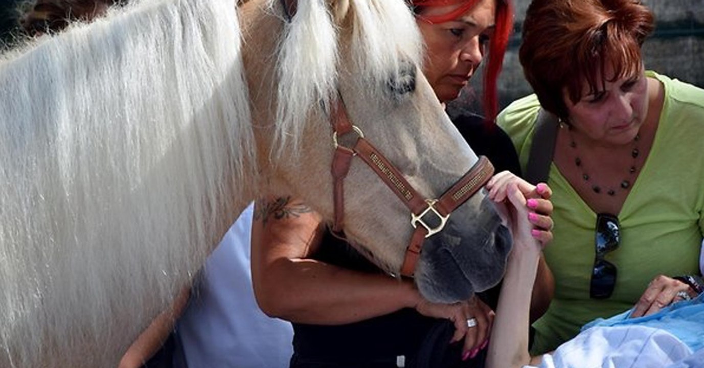 Pflegeferd besucht schwerkranke Frau in der Klinik