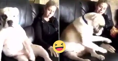 Download Video: Sie kitzelt ihn. Und davon kriegt dieser Hund einfach nicht genug!