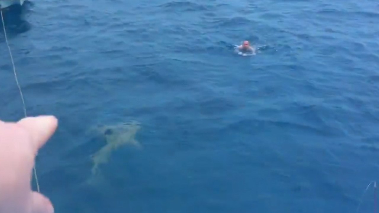 So cool reagiert dieser Schwimmer, als plötzlich ein Hai auf ihn zu schwimmt