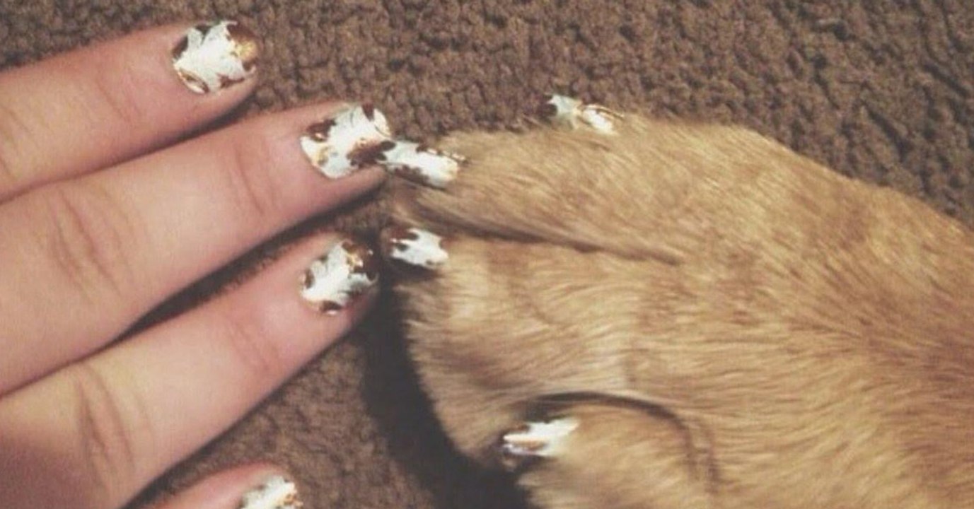 Diese Katzen haben besondere Krallen. Der Grund dafür wird euch erschrecken!