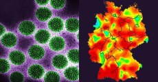 Hochansteckender Virus in Deutschland auf dem Vormarsch