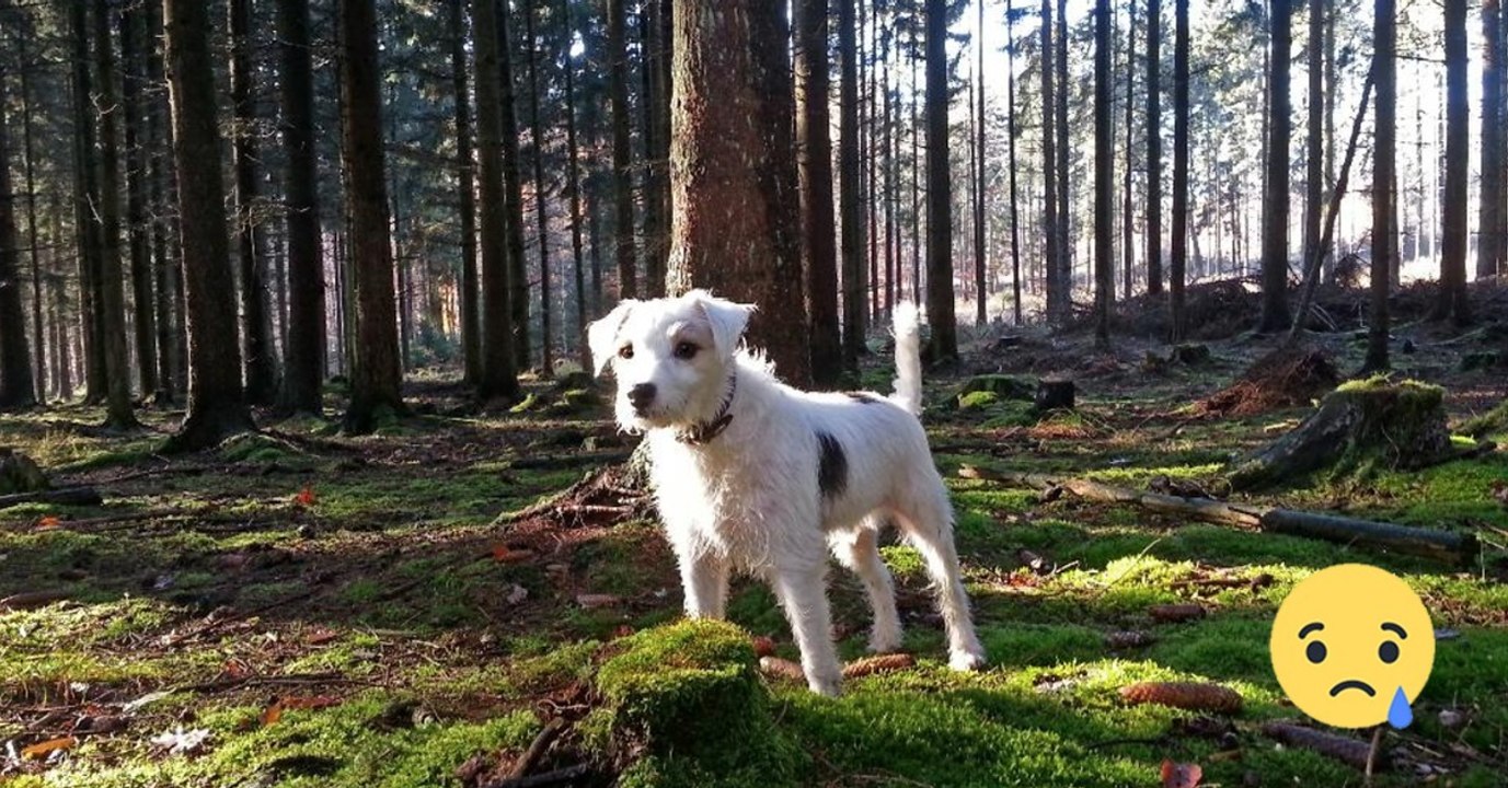 Gruselig: Immer mehr Hunde sterben drei Tage nach dem Gassigehen!