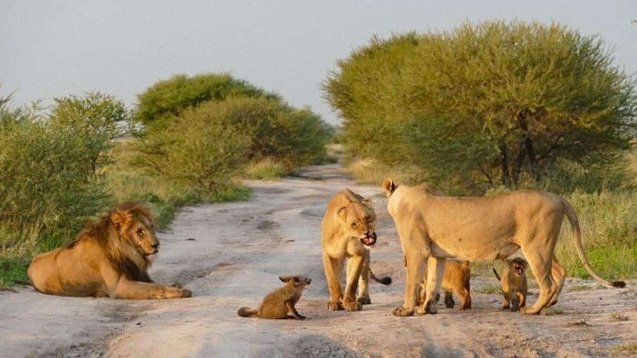 Löwen nähern sich einem hilflosen Fuchsbaby. Was sie mit ihm machen, ist unglaublich!