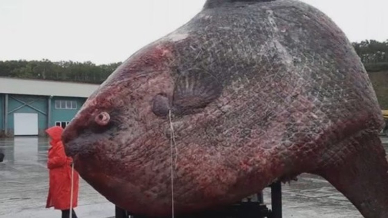 Ein Fischer fängt einen 1,2 Tonnen schwerer Mondfisch. Mit den Bildern, die er teilt, löst er eine Protestwelle aus