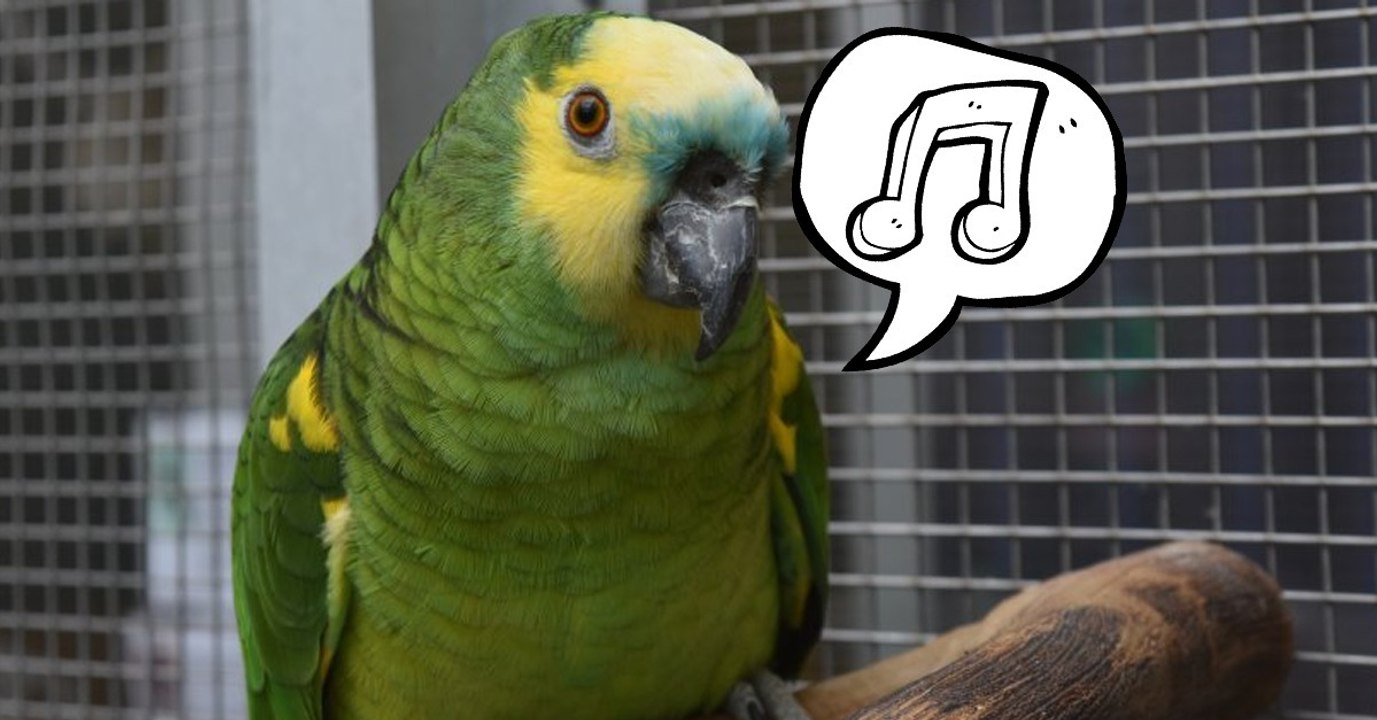 Video - Dieser singende Papagei macht momentan alle verrückt!