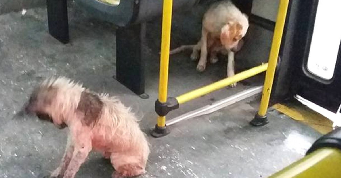 Busfahrer riskiert mit einer mutigen Aktion seinen Job für diese zwei Hunde