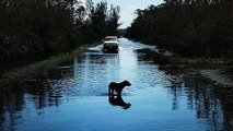 Er hat seinen Hund während der Naturkatastrophe ausgesetzt. Nun bekommt er die Folgen zu spüren