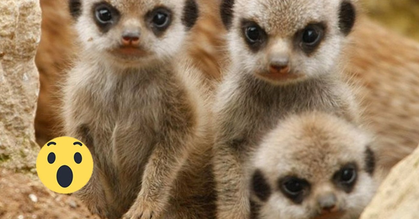 In einem Wildtierpark in Australien gab es Nachwuchs bei den Erdmännchen