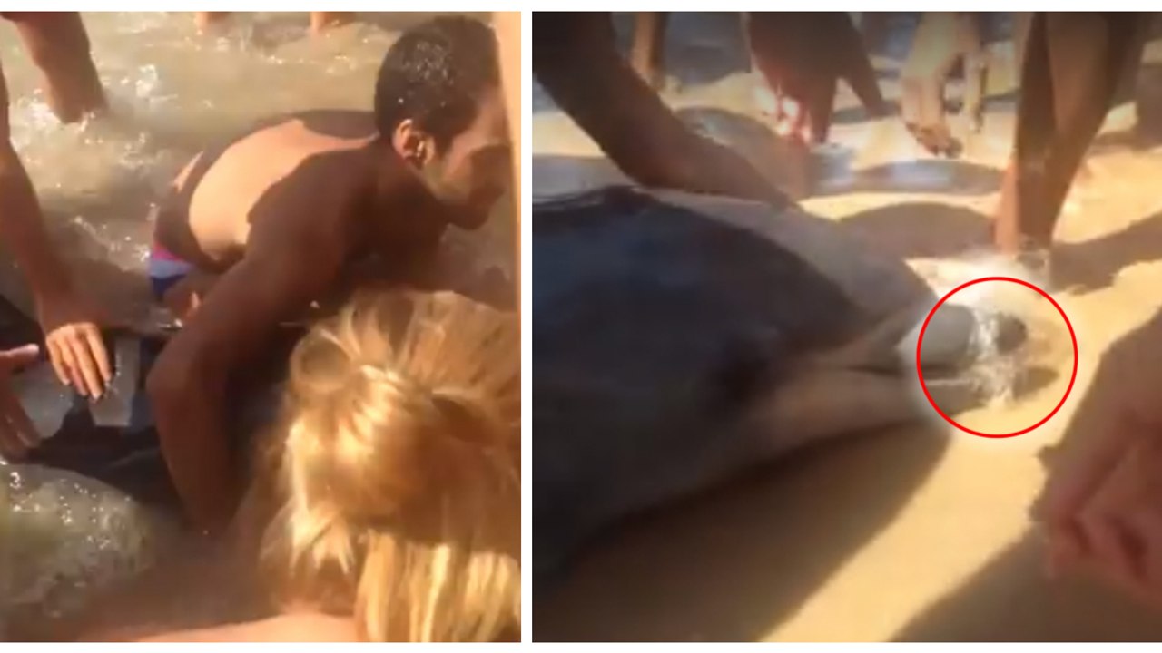 In einem Netz gefangen, bittet ein Delphin die Menschen am Strand um Hilfe