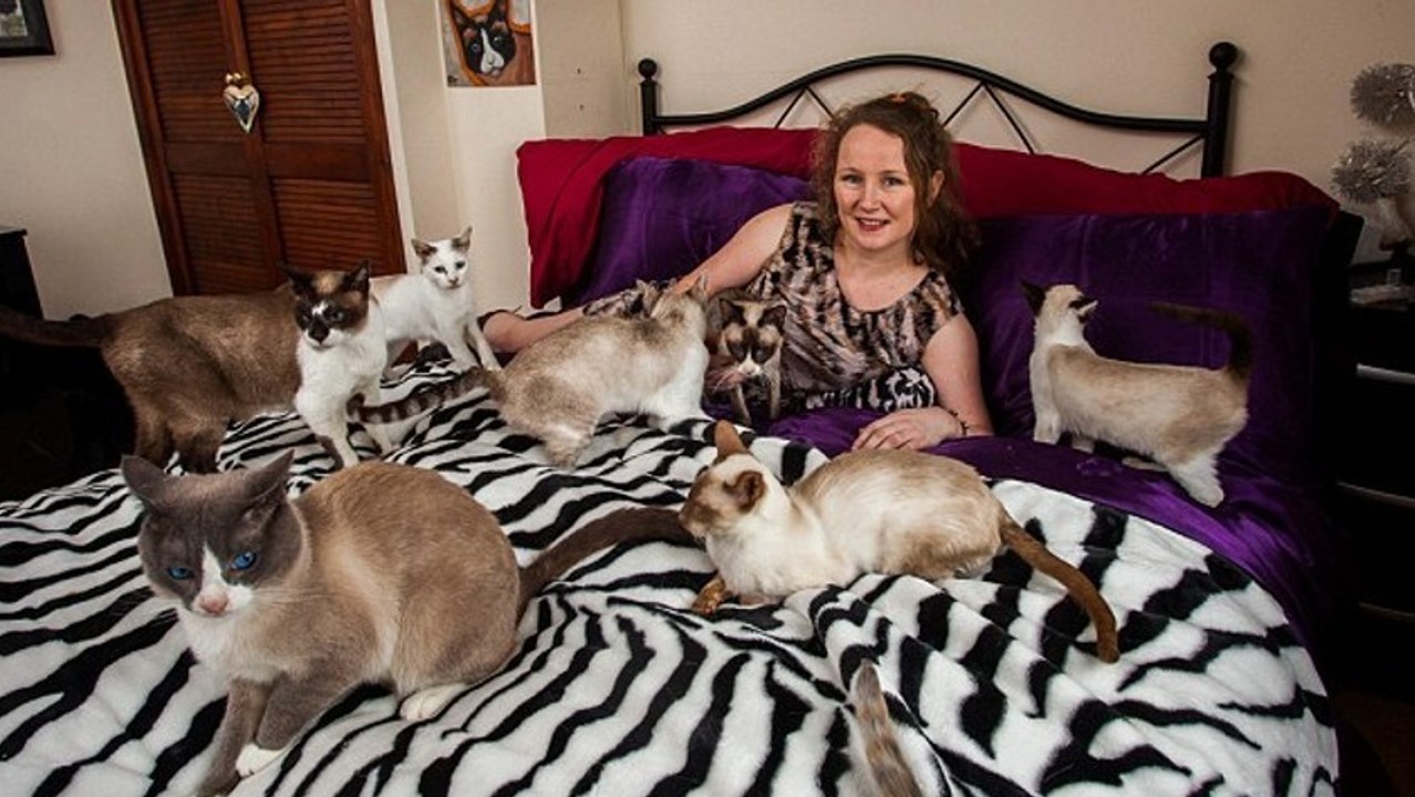 Deshalb sind Katzenbesitzer intelligenter als Hundebesitzer