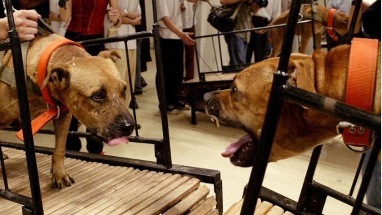 Diese Ausstellung sorgt für einen heftigen Skandal. Nicht nur bei Tierschützern