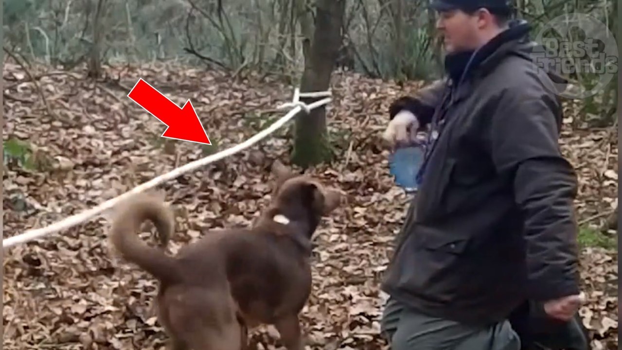 Dieser Hund balanciert gekonnt wie ein Seiltänzer