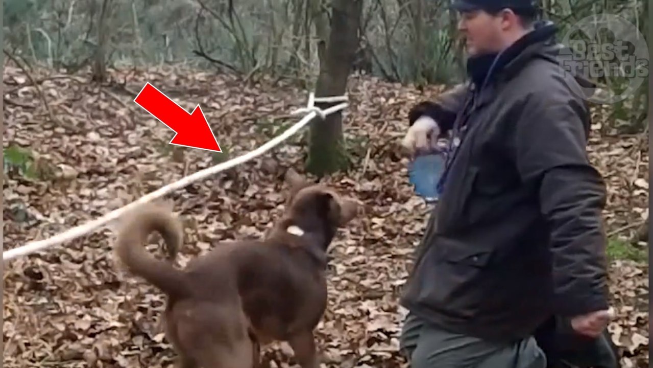 Dieser hund balanciert gekonnt wie ein seiltänzer