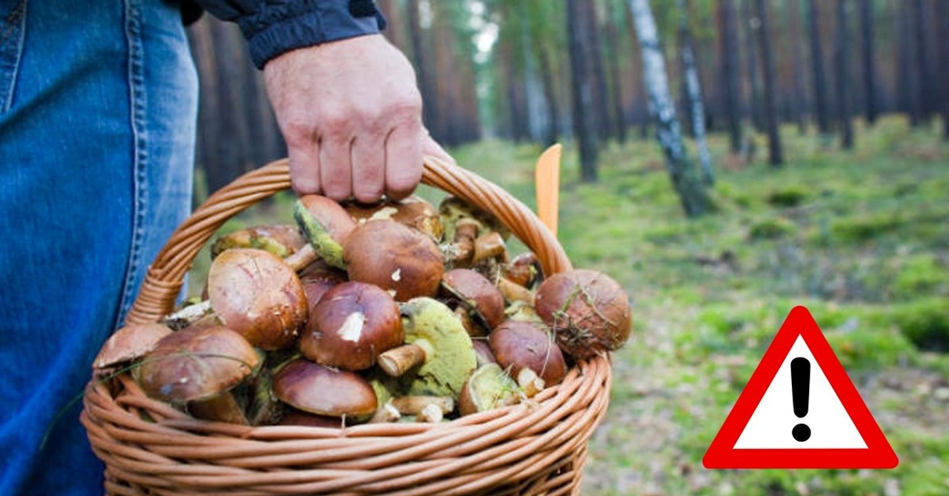 Pilze sammeln: Radioaktive Belastung nach wie vor hoch