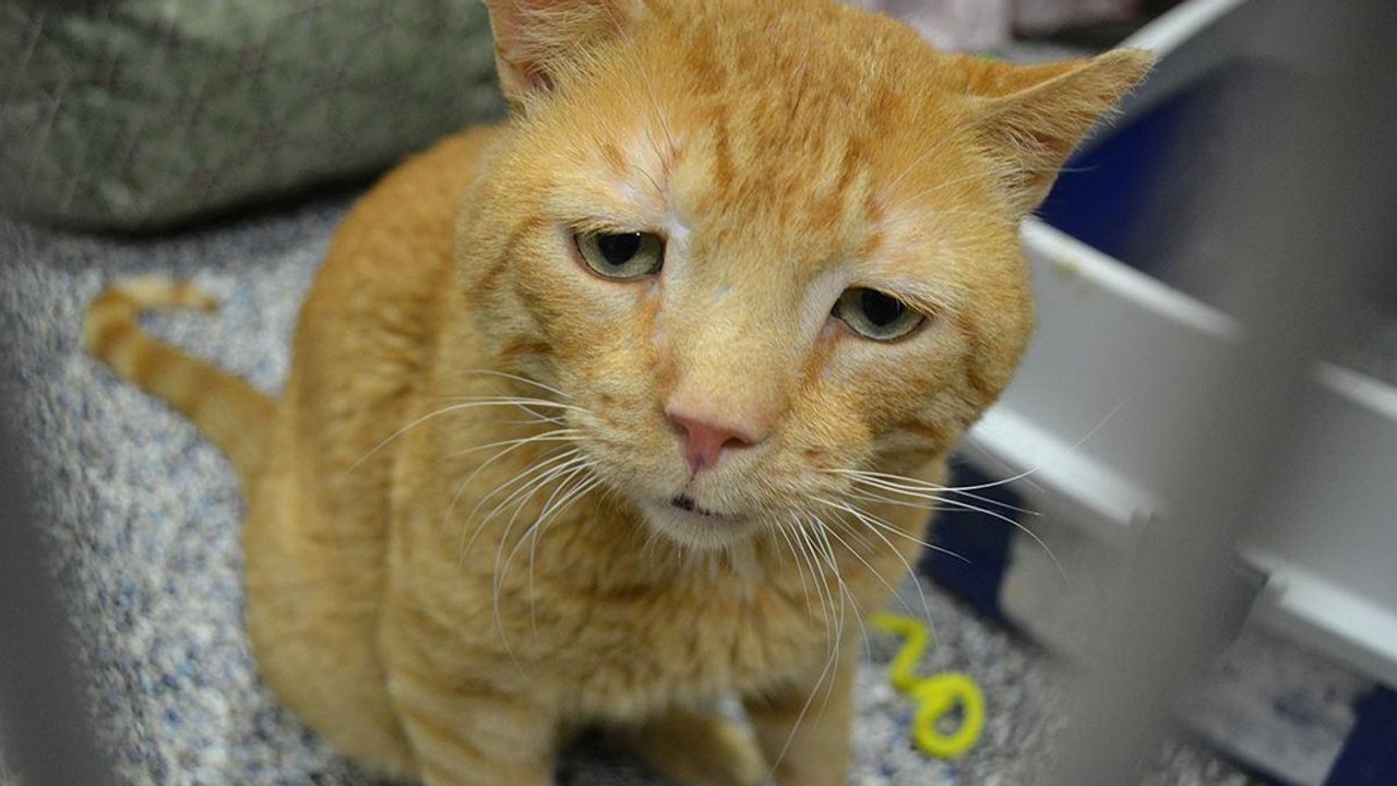 Über 5 Jahre ist diese Katze die traurigste der Welt