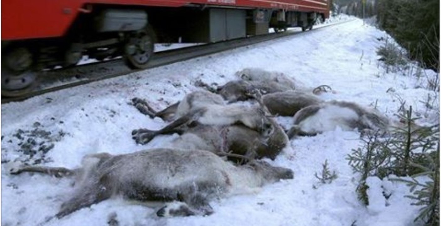 Menschliches Versagen: In Norwegen sind mehr als hundert Rentiere gestorben