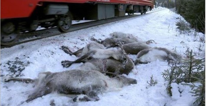 Menschliches Versagen: In Norwegen sind mehr als hundert Rentiere gestorben