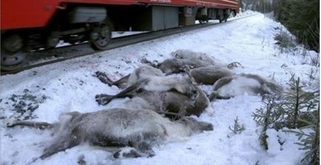 Menschliches Versagen: In Norwegen sind mehr als hundert Rentiere gestorben