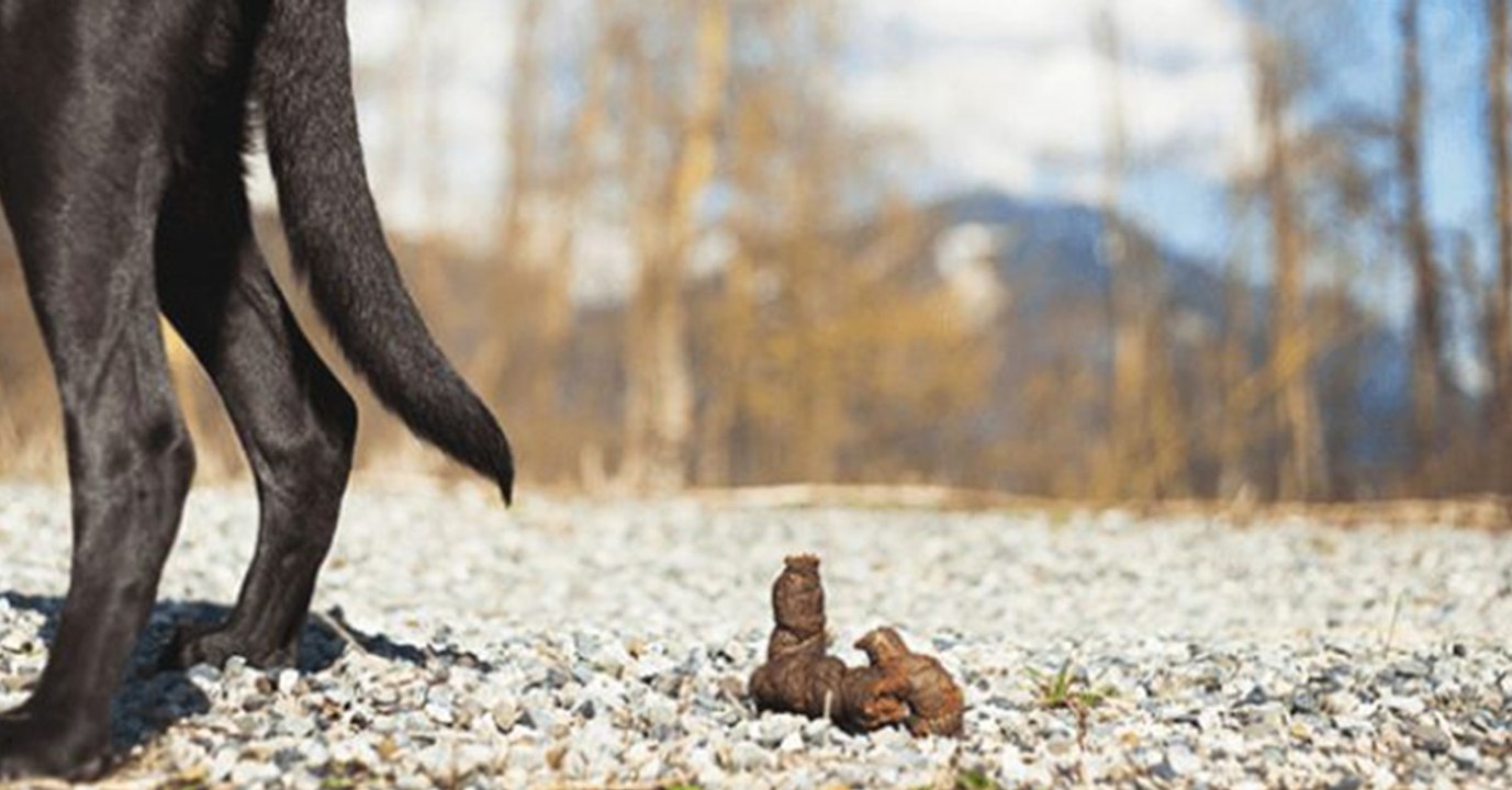 Weil der junge Mann den Hundehaufen nicht entfernt, wird er zum Gewaltopfer