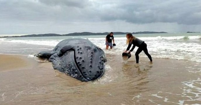 Sie finden einen gestrandeten Buckelwal und versuchen ihn mit allen Mitteln zu retten