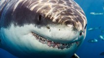Der Weiße Hai wird immer mehr gejagt. Aber nicht vom Menschen