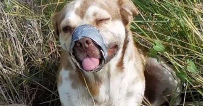 Dieser Hund wurde mit Klebeband um Schnauze und Beine am Straßenrand gefunden