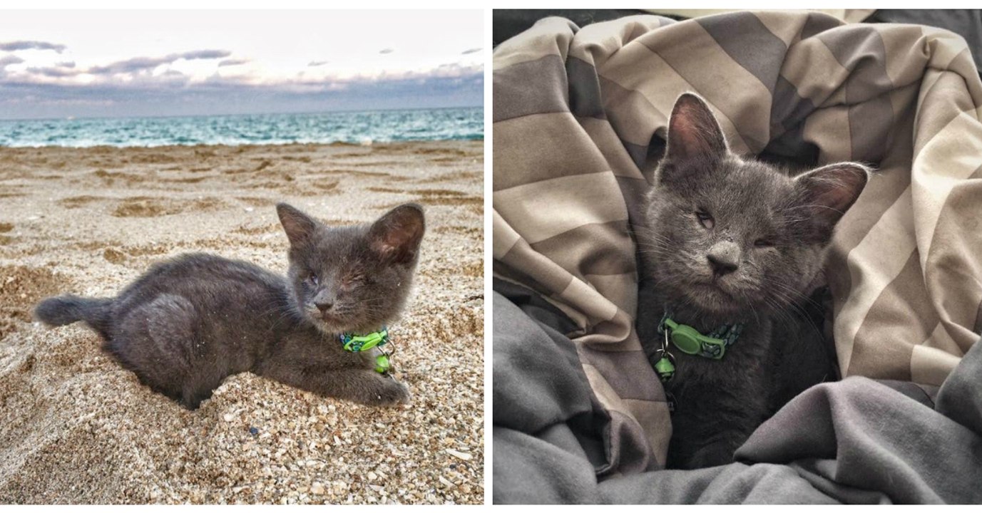 Sie findet ein blindes, todgeweihtes Kätzchen. Ihre Rettung hat ungeahnte Folgen.