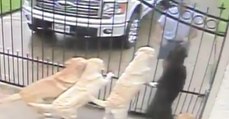 Der Mann sieht sich das Video der Überwachungskamera an. Was der Postbote da mit seinen Hunden anstellt, lässt ihn sprachlos zurück.