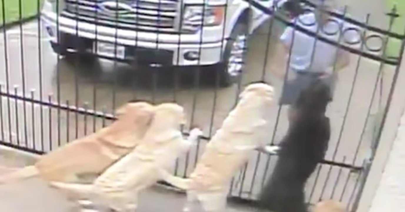 Der Mann sieht sich das Video der Überwachungskamera an. Was der Postbote da mit seinen Hunden anstellt, lässt ihn sprachlos zurück.