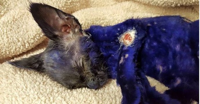 Entdeckt mit uns die unglaubliche Verwandlung des lila gefärbten Kätzchens Smurf