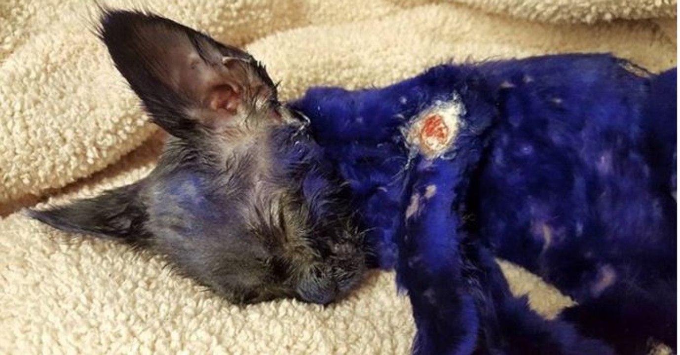 Entdeckt mit uns die unglaubliche Verwandlung des lila gefärbten Kätzchens Smurf