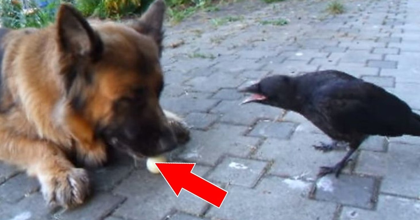 Der Hund hat der Krähe etwas geklaut, was sie unbedingt zurück haben will!