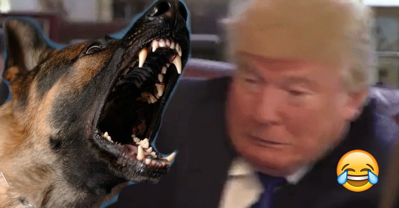 So lustig reagieren Tiere, wenn sie Donald Trump sehen!