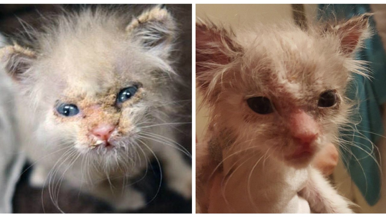 Aus einem traurigen Grund hat dieses Kätzchen im ganzen Gesicht Schorf. Doch ihre Retter geben nicht auf!