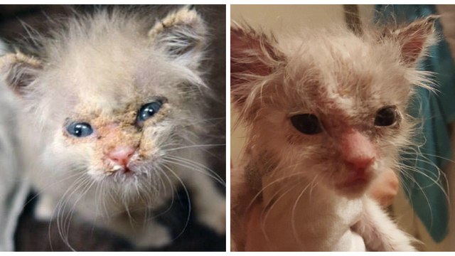 Aus einem traurigen Grund hat dieses Kätzchen im ganzen Gesicht Schorf. Doch ihre Retter geben nicht auf!