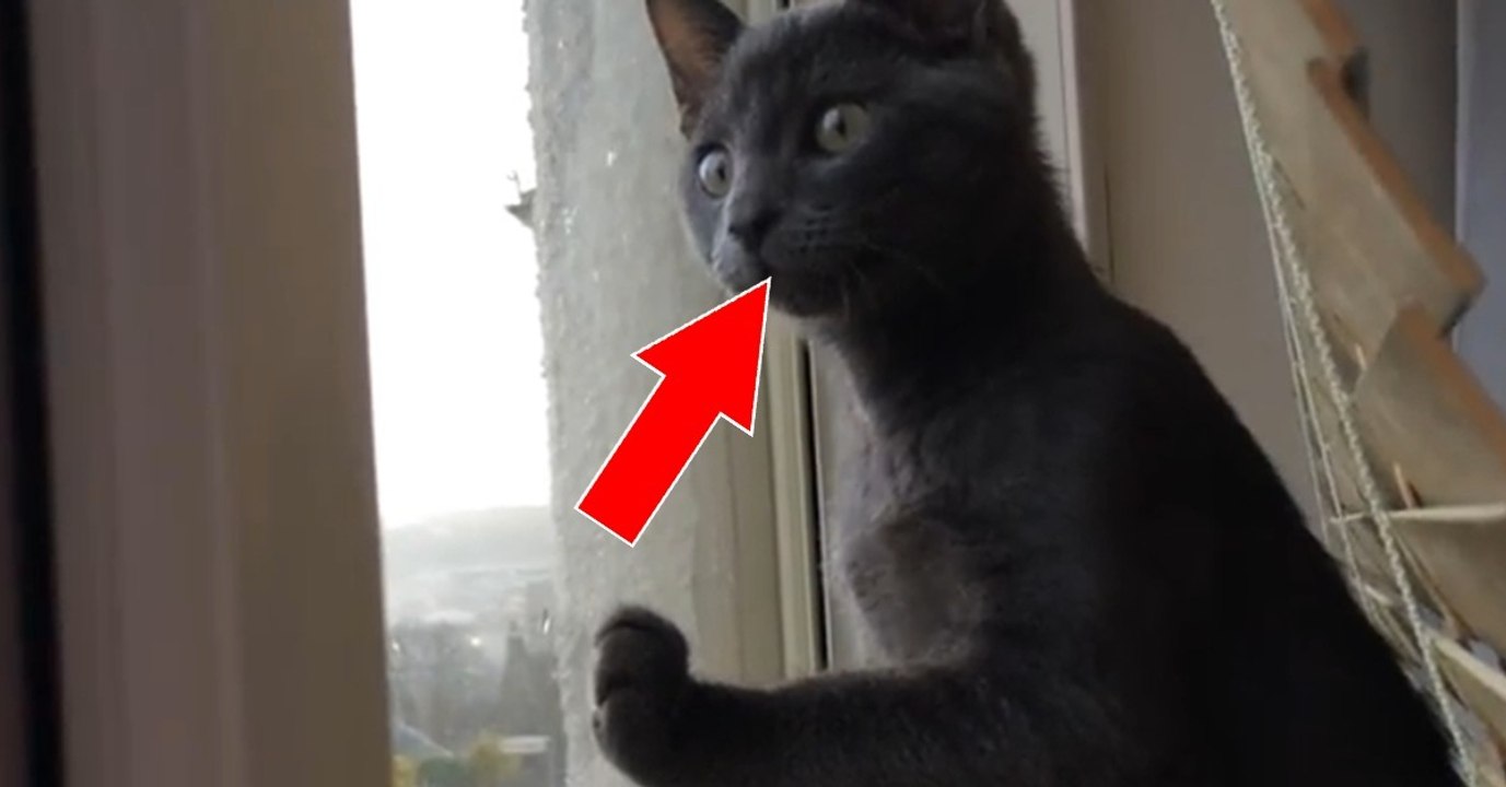 Als sie nach Hause kommt, hört sie ihre Katze heimlich bellen
