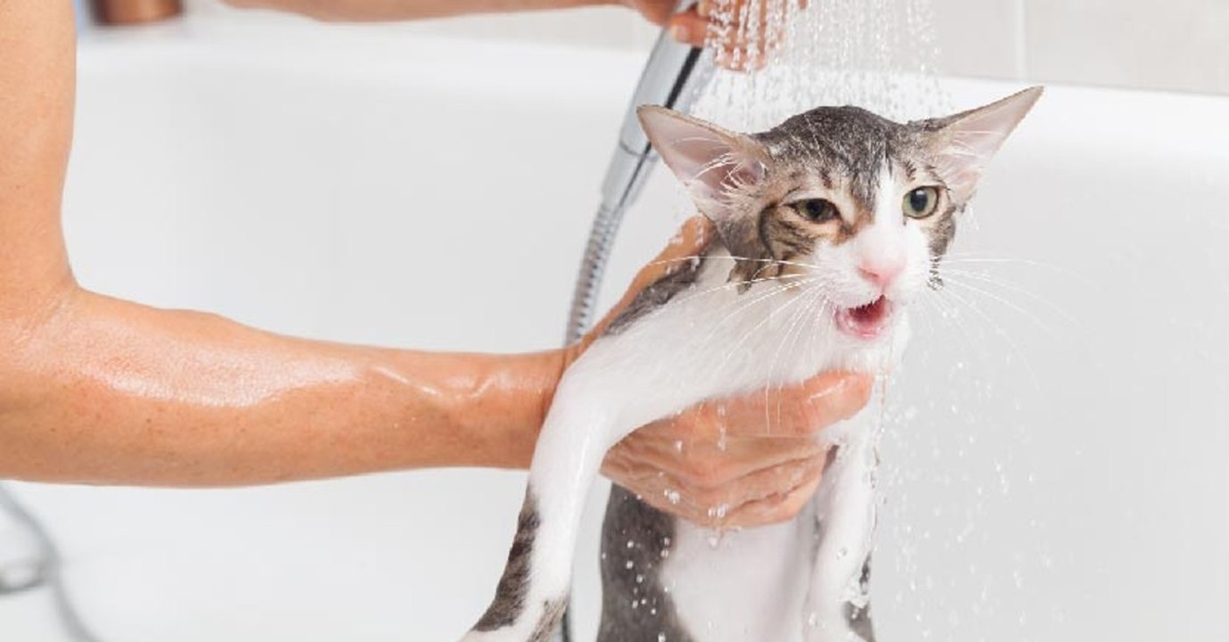 So kannst du deine Katze baden, ohne sie zu stressen