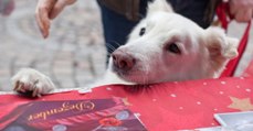 Alles für den Hund: Das ist Sachsens erster Weihnachtsmarkt für Hunde!