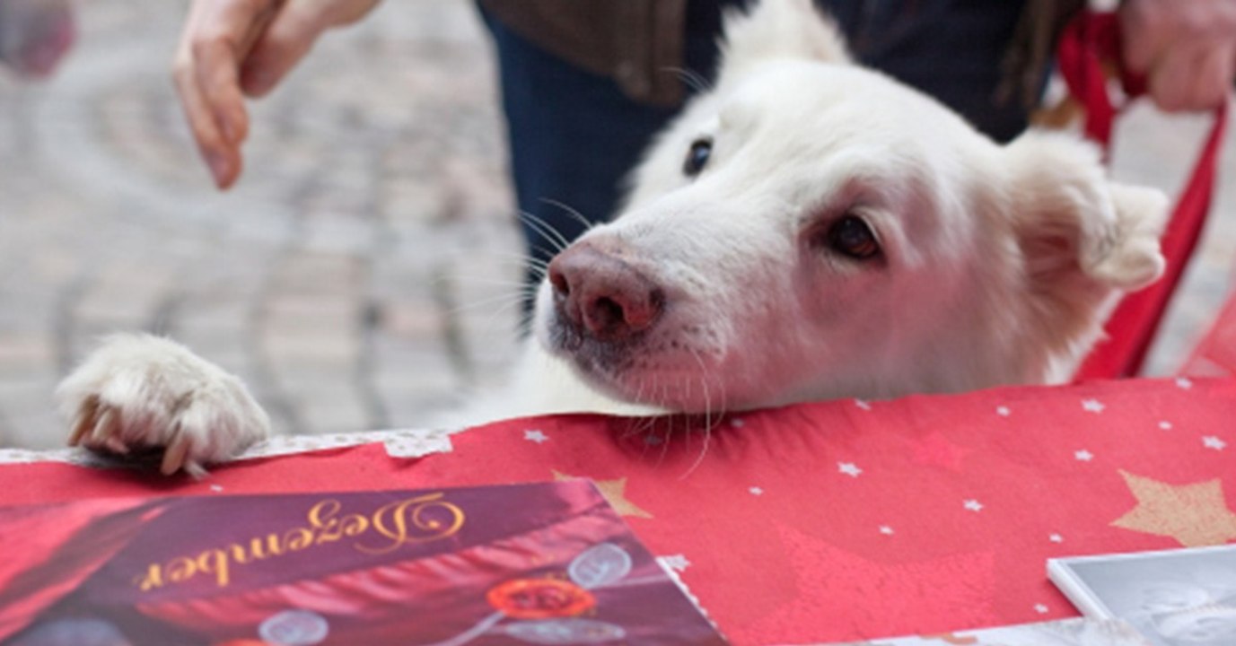 Alles für den Hund: Das ist Sachsens erster Weihnachtsmarkt für Hunde!