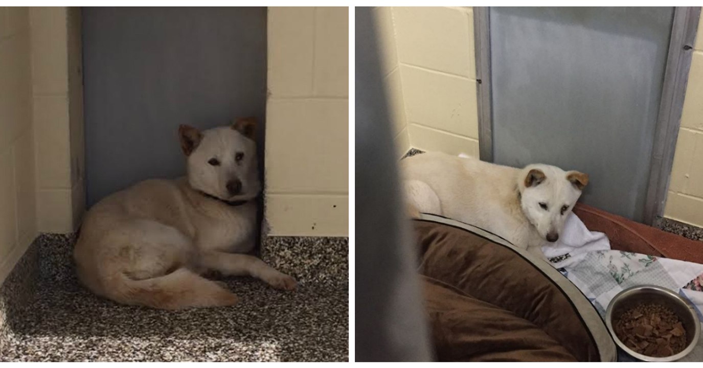 Eine Organisation rettet eine trächtige Hündin aus einer koreanischen Fleischfarm