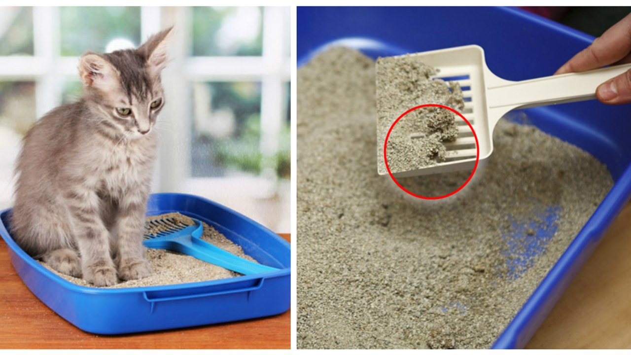 Die Sensation für Katzenliebhaber: Das selbstreinigende Katzenklo