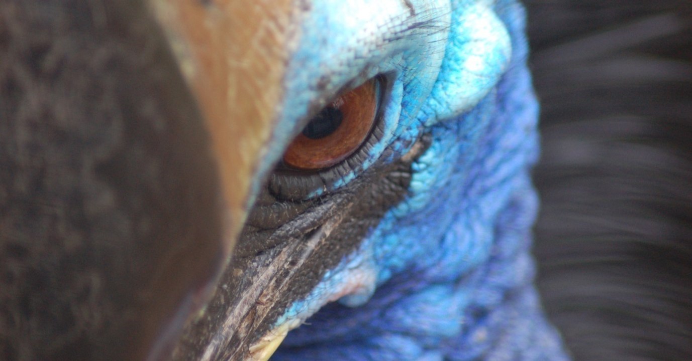 Helmkasuar: Der gefährlichste Vogel der Welt