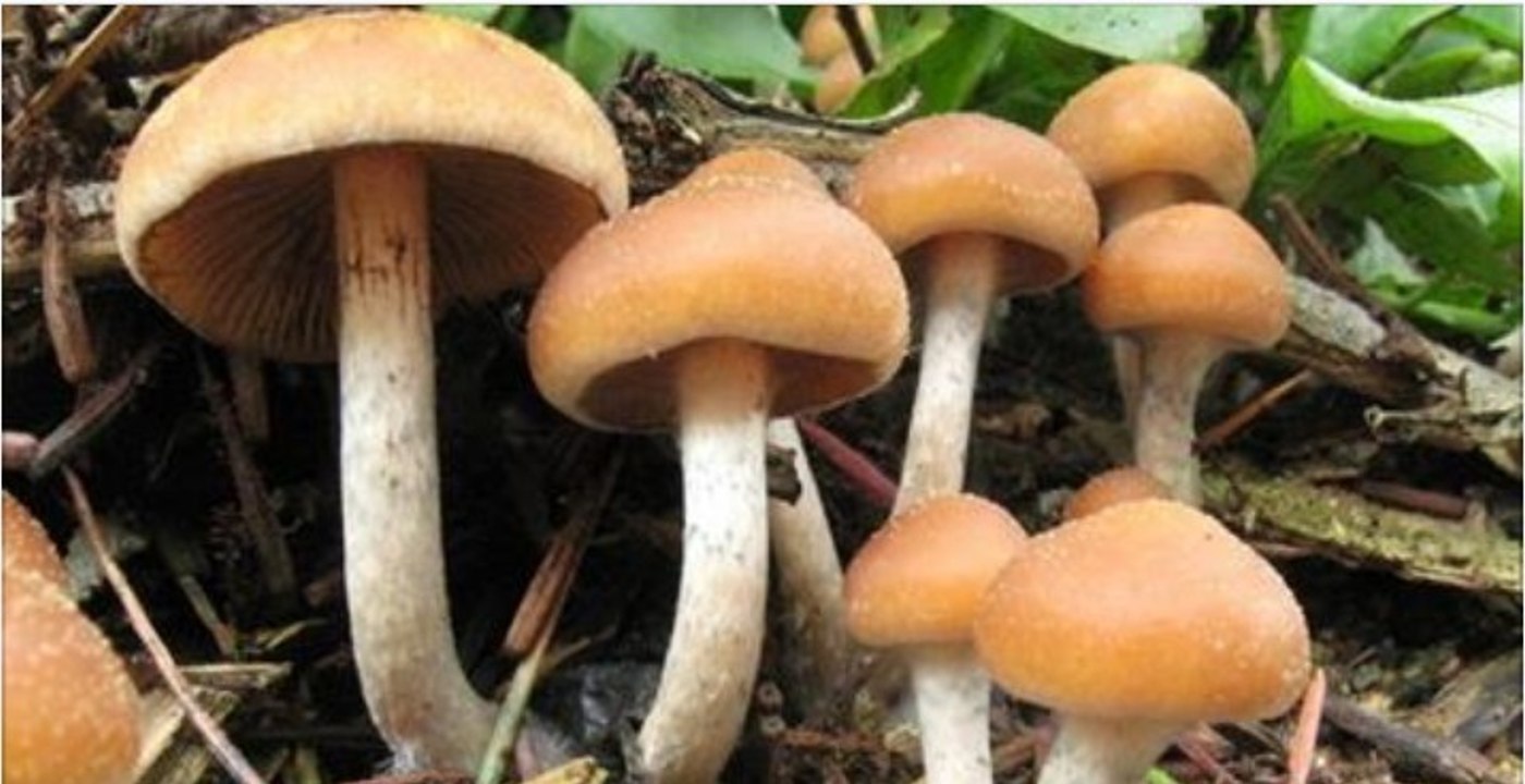 Halluzinogene Pilze sollen depressive Menschen heilen können