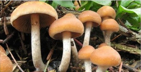 Halluzinogene Pilze sollen depressive Menschen heilen können