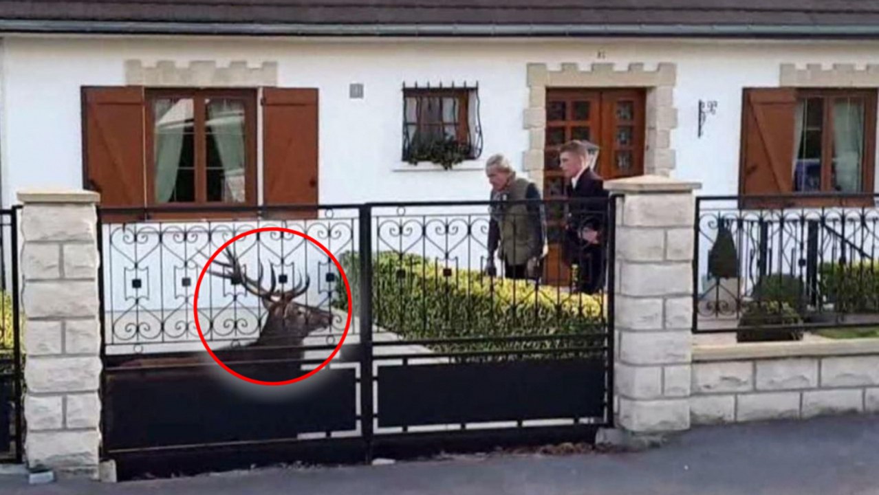 Jäger verfolgen skrupellos einen Hirsch bis auf ein Privatgrundstück. Ihr Vorgehen empört alle