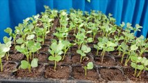 Nueva Segovia: inauguran micro túneles para la producción de hortalizas
