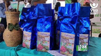 XVI Certamen De Café En El Jícaro Nueva Segovia