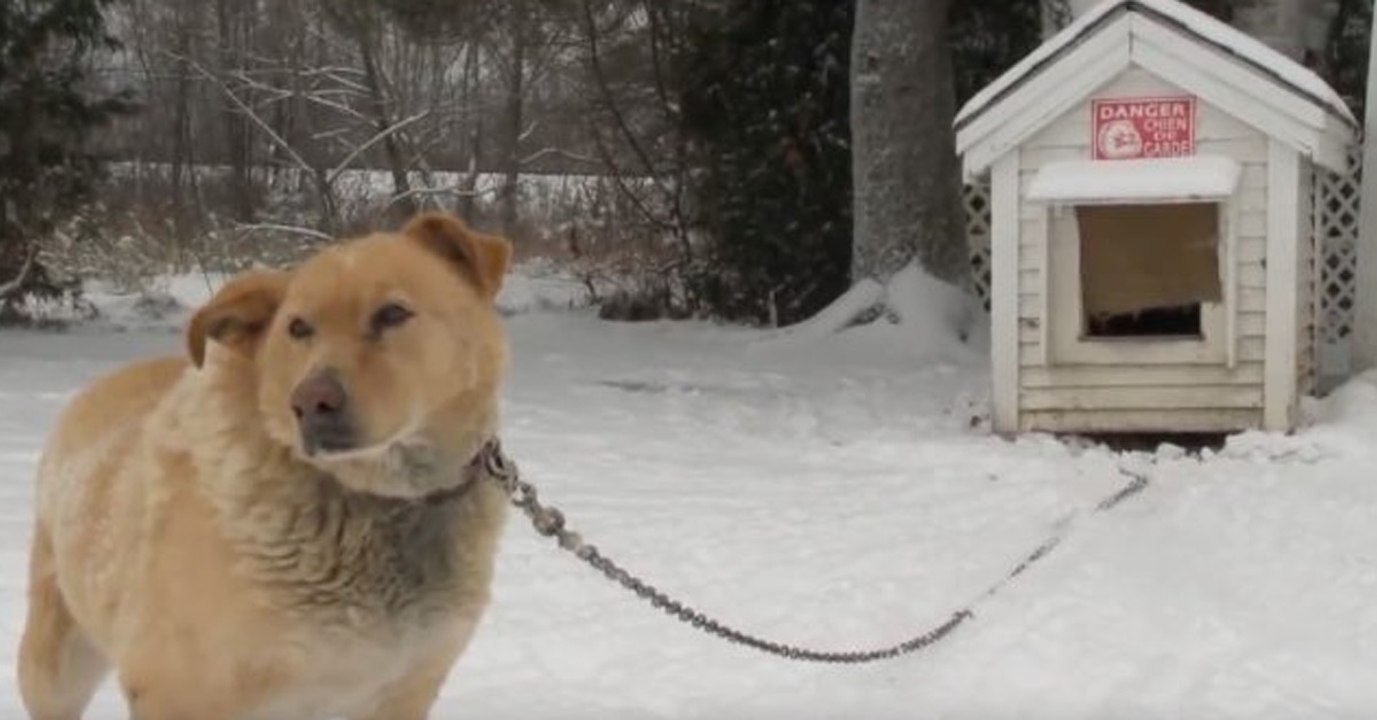 Tierschützer feiern: Dieses neue Gesetz tritt ab sofort in Kanada und Pennsylvania in Kraft
